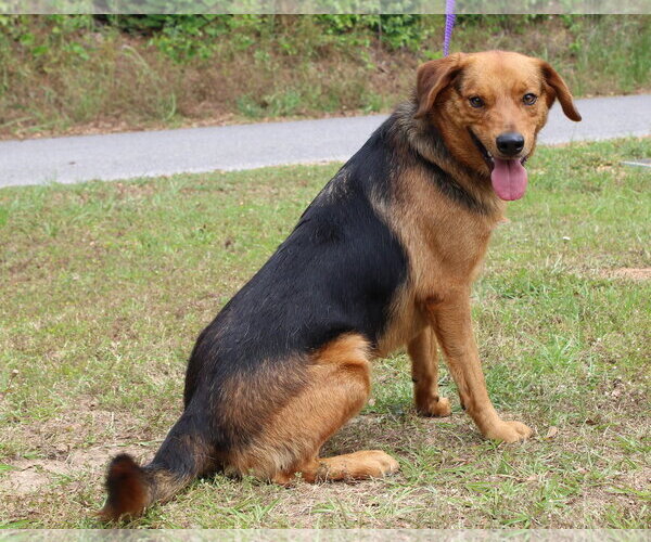 Medium Photo #2 Mutt Puppy For Sale in Prattville, AL, USA