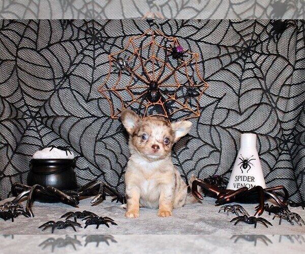 Medium Photo #4 Chihuahua Puppy For Sale in CHARLESTON, AR, USA