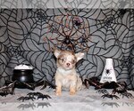 Small Photo #4 Chihuahua Puppy For Sale in CHARLESTON, AR, USA