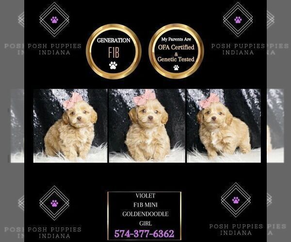 Medium Photo #42 Goldendoodle (Miniature) Puppy For Sale in WARSAW, IN, USA