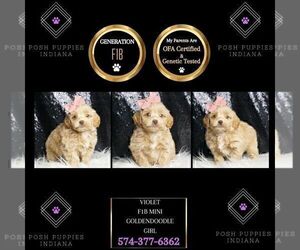 Medium Goldendoodle (Miniature)
