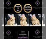Puppy violet F1B Goldendoodle (Miniature)