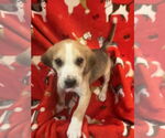 Small Photo #6 Beagle-Unknown Mix Puppy For Sale in Holly Springs, NC, USA