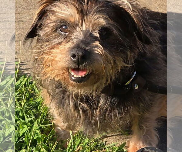 Medium Photo #4 Mutt Puppy For Sale in Alexander, AR, USA