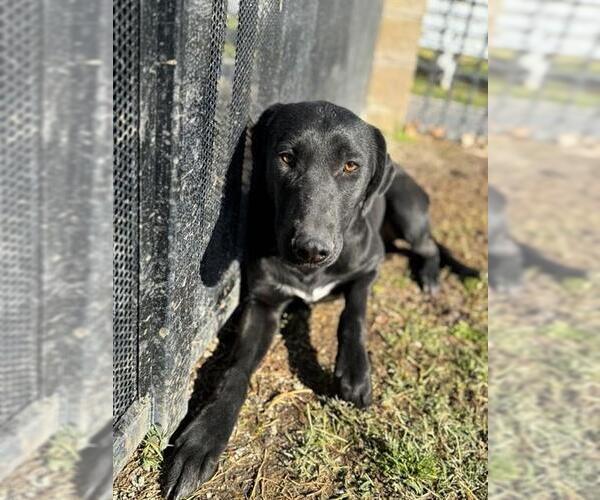 Medium Photo #3 Mutt Puppy For Sale in Riverside, CA, USA