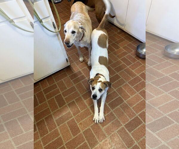 Medium Photo #10 Labrador Retriever-Unknown Mix Puppy For Sale in Holly Springs, NC, USA