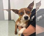 Small Alaskan Klee Kai Mix