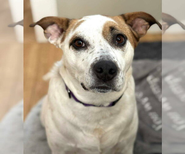 Medium Photo #27 Mutt Puppy For Sale in Boonton, NJ, USA