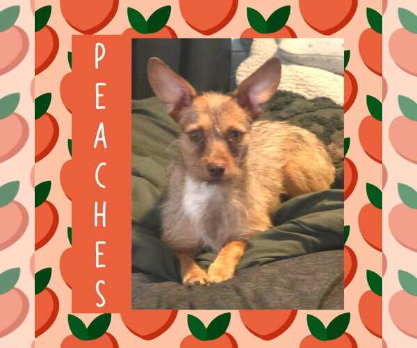 Medium Photo #1 Mutt Puppy For Sale in Littleton, CO, USA