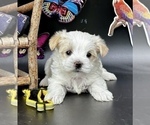 Small #3 YorkiePoo