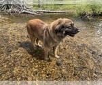 Small Photo #1 Kangal Dog-Leonberger Mix Puppy For Sale in DILLON, MT, USA