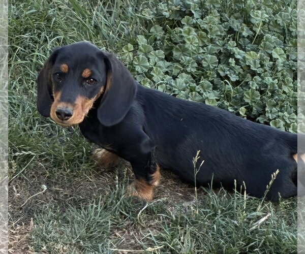 Medium Photo #4 Dachshund Puppy For Sale in Hesperia, CA, USA