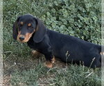 Small #3 Dachshund