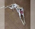 Small Photo #17 Dalmatian Puppy For Sale in KATY, TX, USA