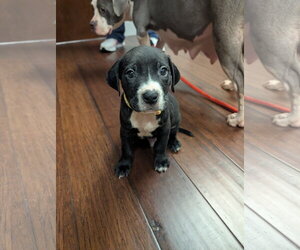 American Staffordshire Terrier-Unknown Mix Dogs for adoption in Holly Springs, NC, USA