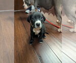 Small American Staffordshire Terrier Mix
