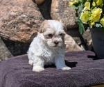 Small #7 Havanese