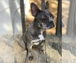 Small Photo #13 French Bulldog Puppy For Sale in BUSHKILL, PA, USA