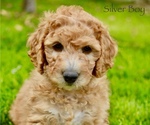 Small Photo #3 Goldendoodle-Poodle (Miniature) Mix Puppy For Sale in SARATOGA SPRINGS, UT, USA