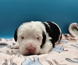Miniature Bernedoodle Puppy for sale in MOUNTVILLE, PA, USA