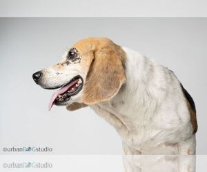 Daisy - F - Female Beagle Dog for Adoption - Photo #5