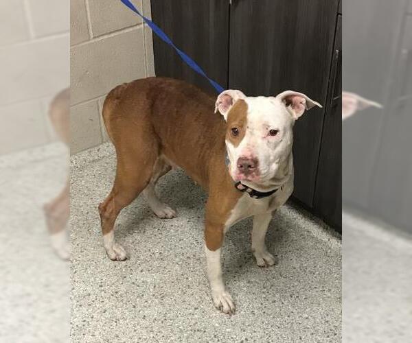 Medium Photo #1 Mutt Puppy For Sale in Conroe, TX, USA