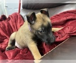 Small Photo #57 Belgian Malinois Puppy For Sale in REESEVILLE, WI, USA