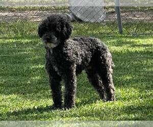 Father of the Poodle (Toy)-Schnauzer (Miniature) Mix puppies born on 04/10/2022