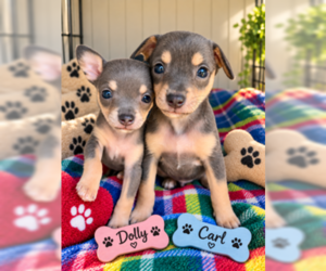 Chihuahua-Unknown Mix Dogs for adoption in Fremont, CA, USA