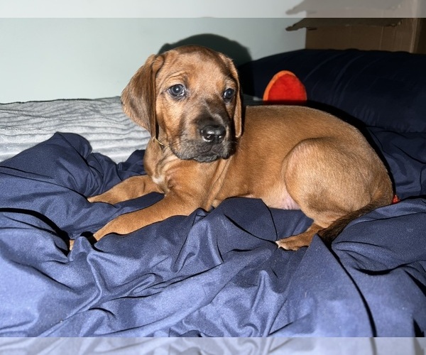 Medium Photo #9 Rhodesian Ridgeback Puppy For Sale in MURFREESBORO, TN, USA