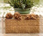 Small Photo #4 Goldendoodle Puppy For Sale in NEW HOLLAND, PA, USA