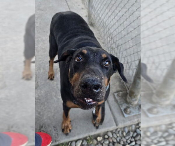 Medium Photo #2 Doberman Pinscher Puppy For Sale in Sacramento, CA, USA