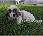 Small Photo #1 Mal-Shi Puppy For Sale in FREDERICKSBURG, OH, USA