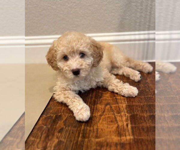 Medium Photo #1 Bernedoodle (Miniature)-Golden Mountain Dog Mix Puppy For Sale in FLOWER MOUND, TX, USA