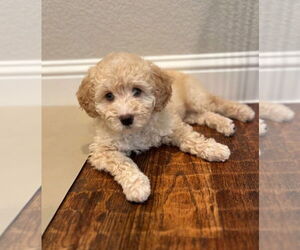 Bernedoodle (Miniature)-Golden Mountain Dog Mix Puppy for sale in FLOWER MOUND, TX, USA