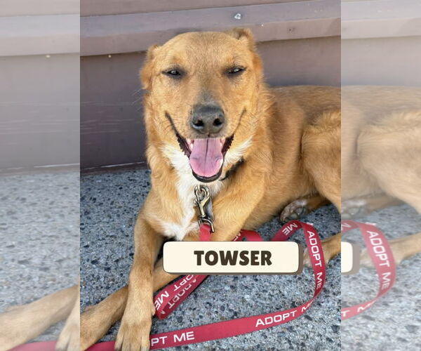 Medium Photo #1 Mutt Puppy For Sale in Lake Elsinore, CA, USA