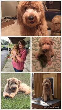 Medium Photo #1 Goldendoodle Puppy For Sale in GALLION, AL, USA