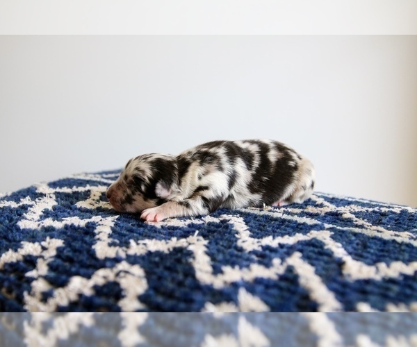 Medium Photo #4 Miniature Australian Shepherd Puppy For Sale in MARYSVILLE, IN, USA