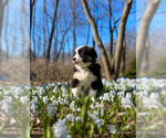 Small Photo #12 Australian Shepherd Puppy For Sale in AKRON, OH, USA
