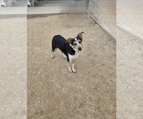 Medium Photo #1 Australian Shepherd-Unknown Mix Puppy For Sale in Maquoketa, IA, USA