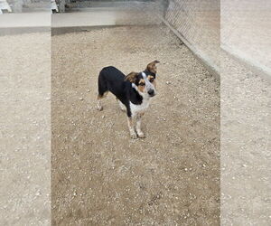 Australian Shepherd-Unknown Mix Dogs for adoption in Maquoketa, IA, USA