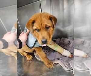 Chow Chow-Unknown Mix Dogs for adoption in Tulsa, OK, USA