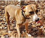 Small #2 Boston Terrier-Boxer Mix