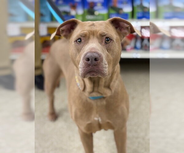 Medium Photo #6 American Pit Bull Terrier-Labrador Retriever Mix Puppy For Sale in Brewster, NY, USA