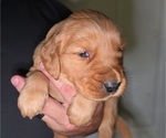 Puppy Orange Golden Irish-Golden Retriever Mix