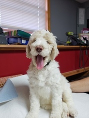 Labradoodle Puppy for sale in BALTIC, CT, USA