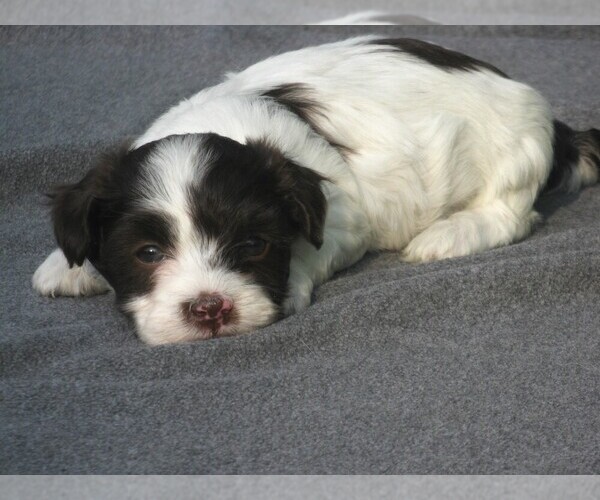 Medium Photo #1 Havanese Puppy For Sale in WILSON, NY, USA