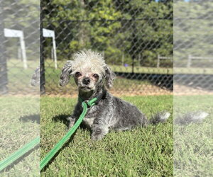 Lil Dolly Sep 26 - Female Mutt Dog for Adoption - Photo #2