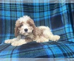 Small #2 Cavapoo