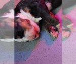 Small Bernese Mountain Dog